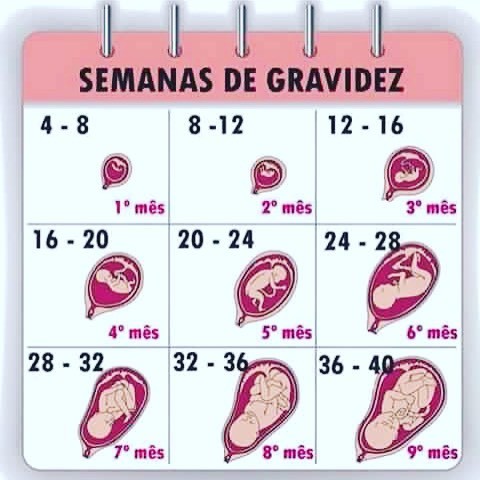 Diário de Gravidez: 4 a 6 semanas